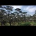 造型黑松，造型油松