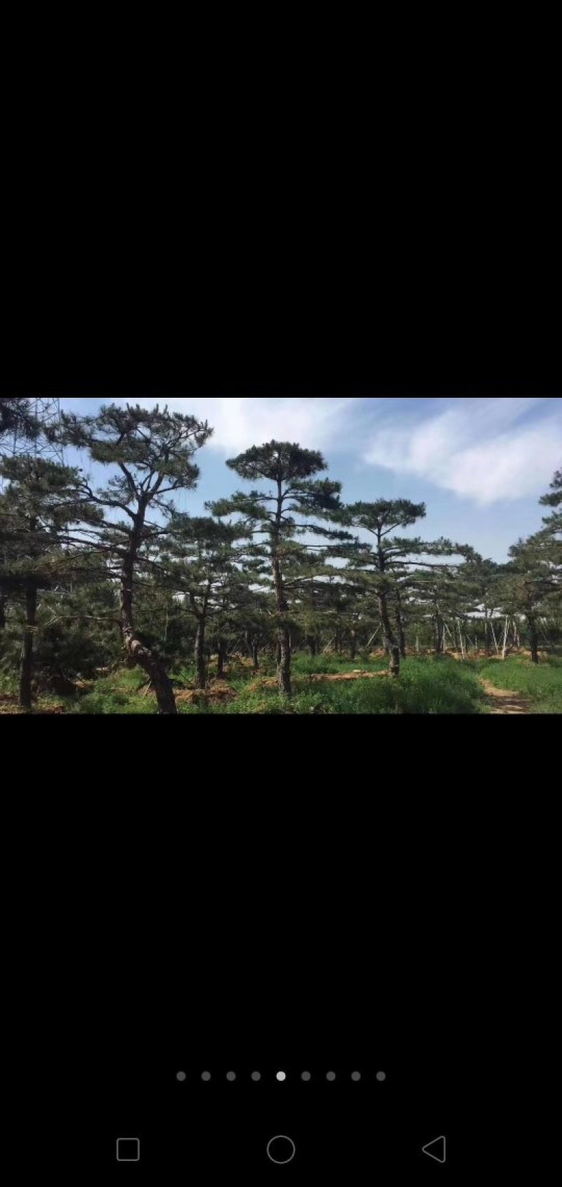 造型黑松，造型油松