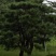 造型黑松，造型油松