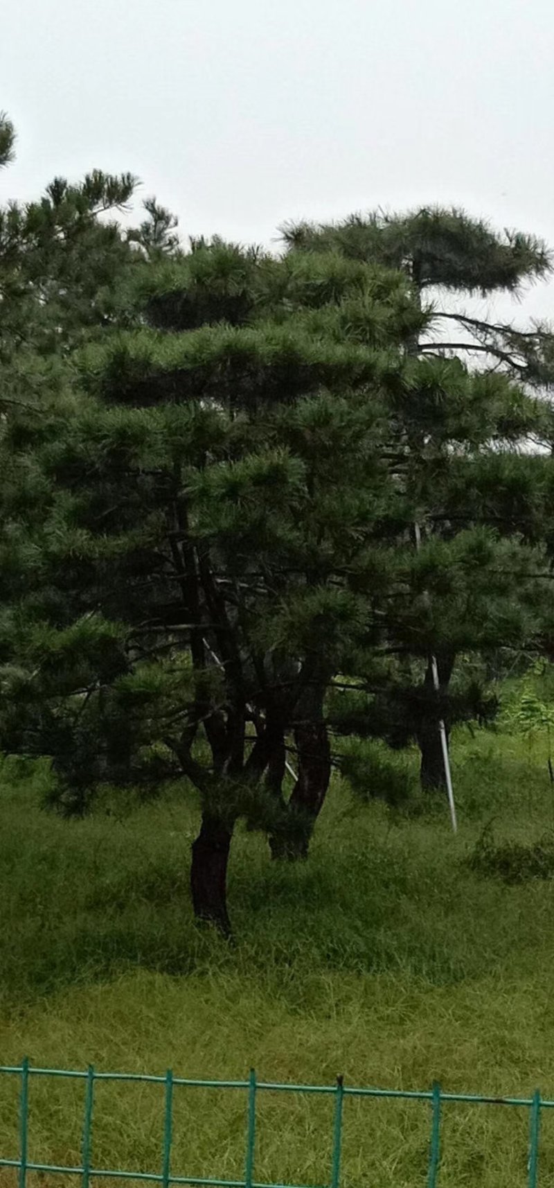 造型黑松，造型油松