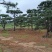 造型黑松，造型油松