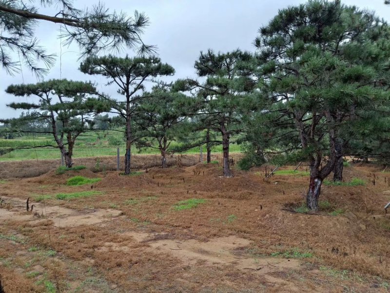 造型黑松，造型油松