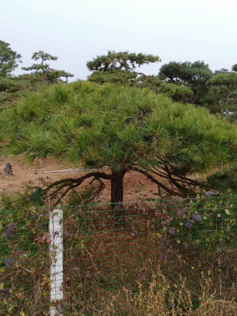 造型黑松，造型油松