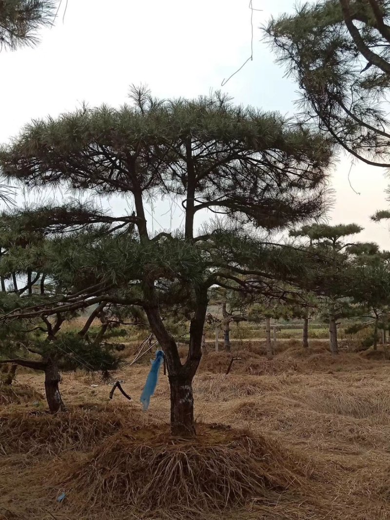 造型黑松，造型油松