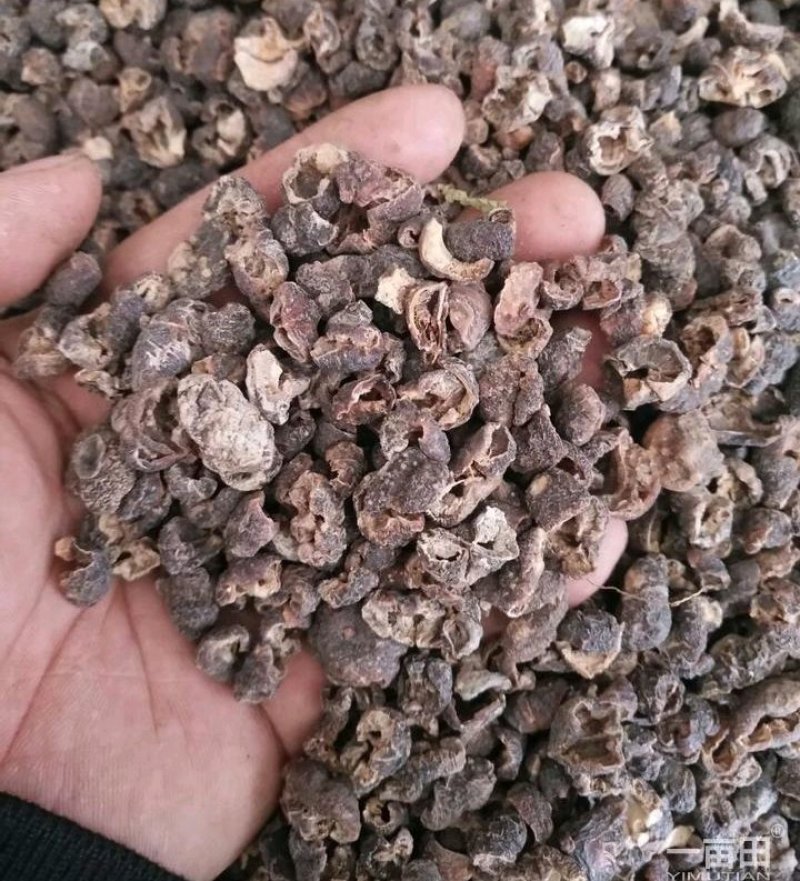 余甘子肉鱼竿子货好量大要多提前联系