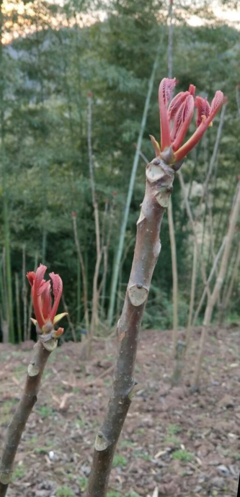 红油香椿苗