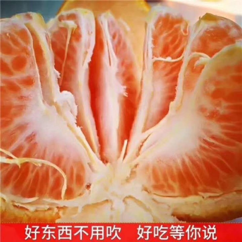 椪柑农户一手货批发