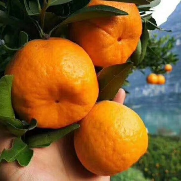 椪柑农户一手货批发