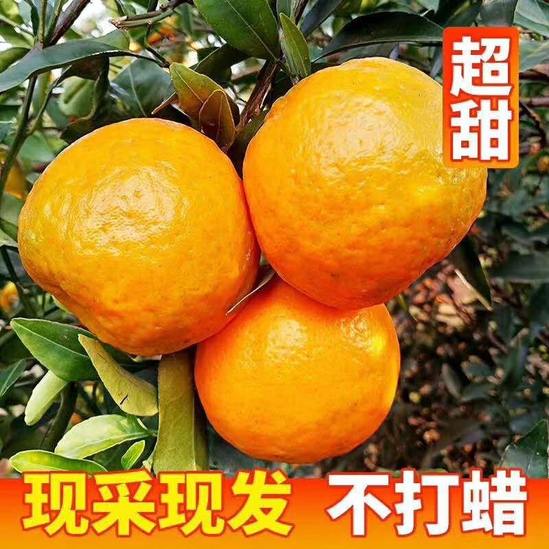 椪柑农户一手货批发