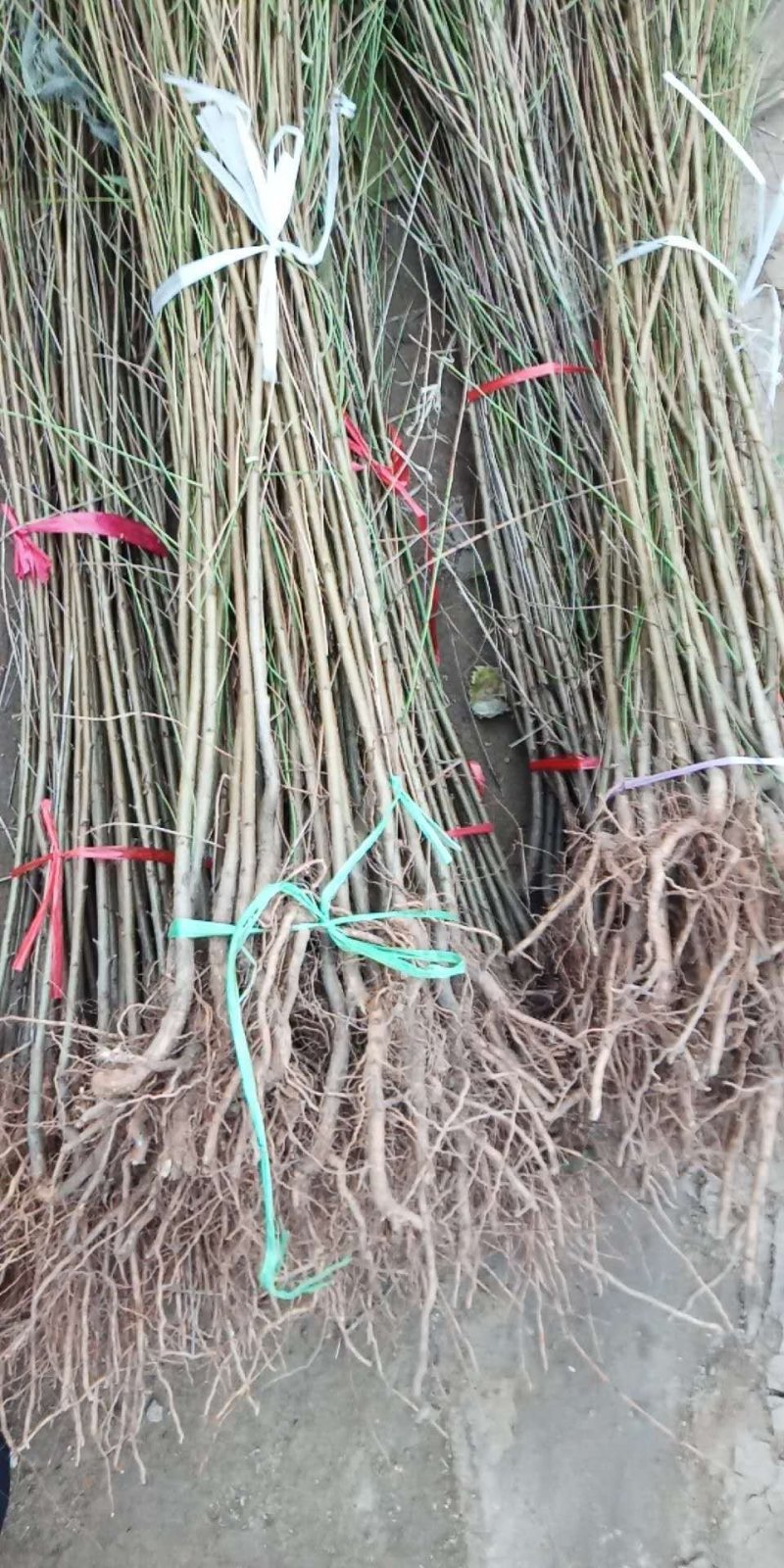 毛桃苗