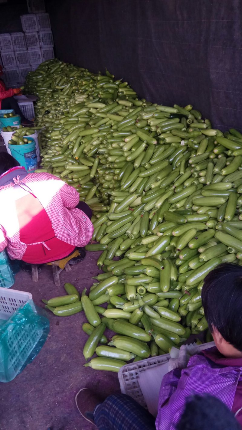 产地大量供应精品西葫芦