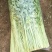 小叶香芹菜