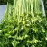 小叶香芹菜