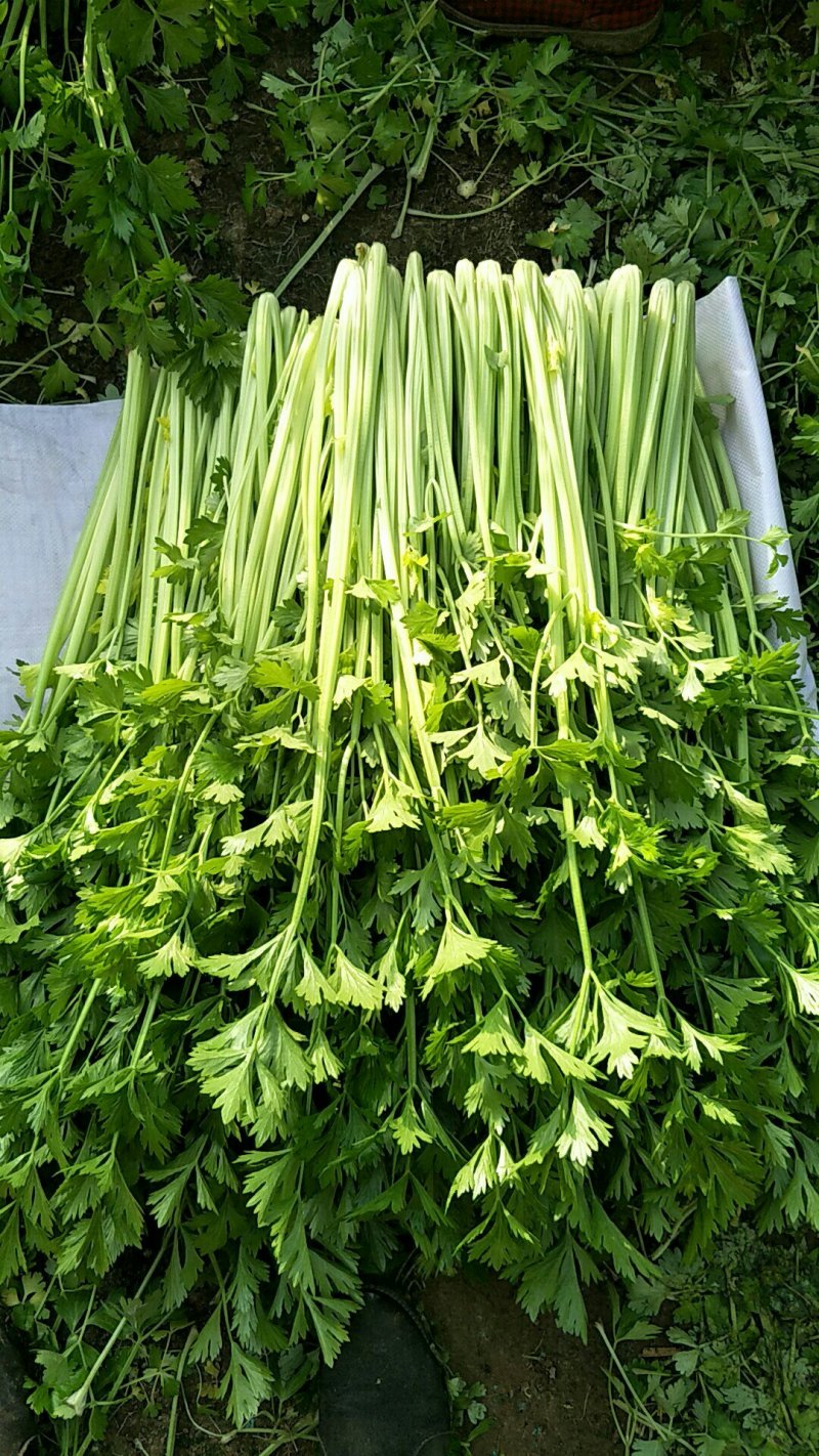 小叶香芹菜