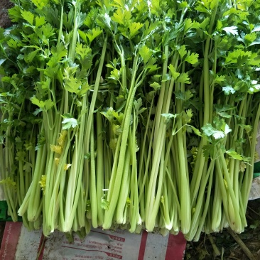 小叶香芹菜