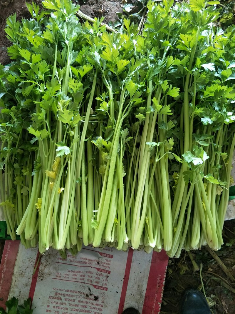 小叶香芹菜