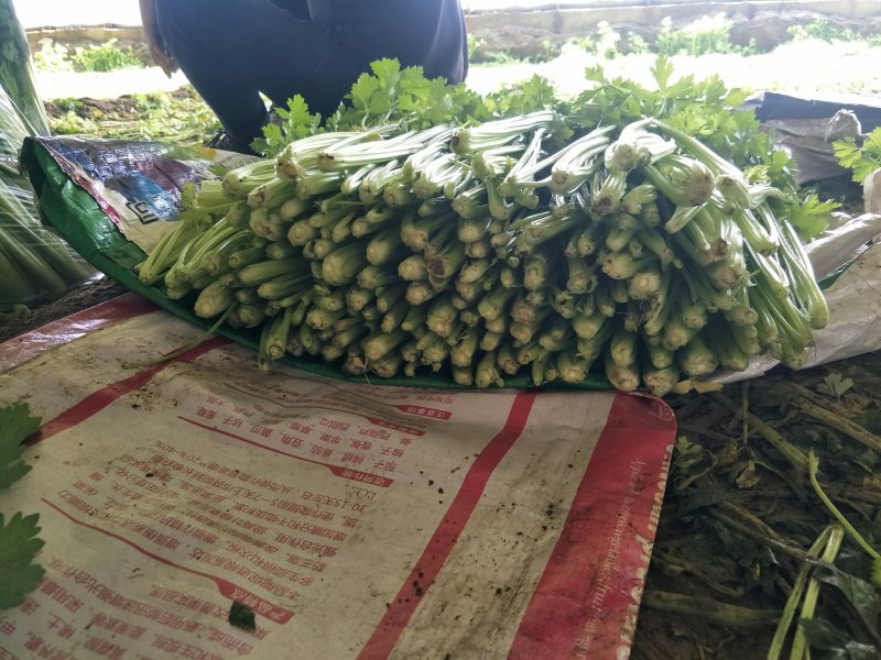 小叶香芹菜
