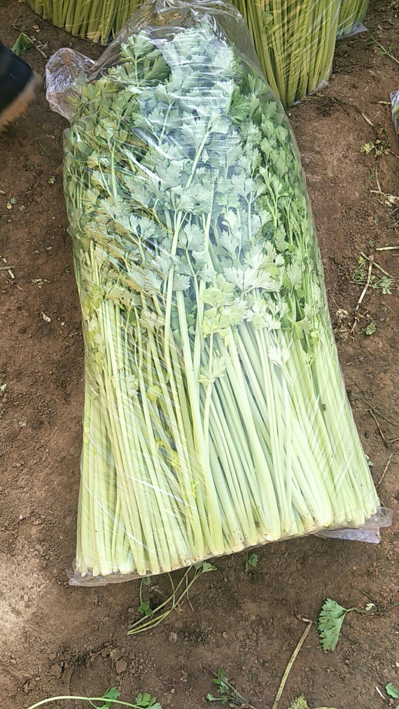 小叶香芹菜