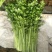 小叶香芹菜