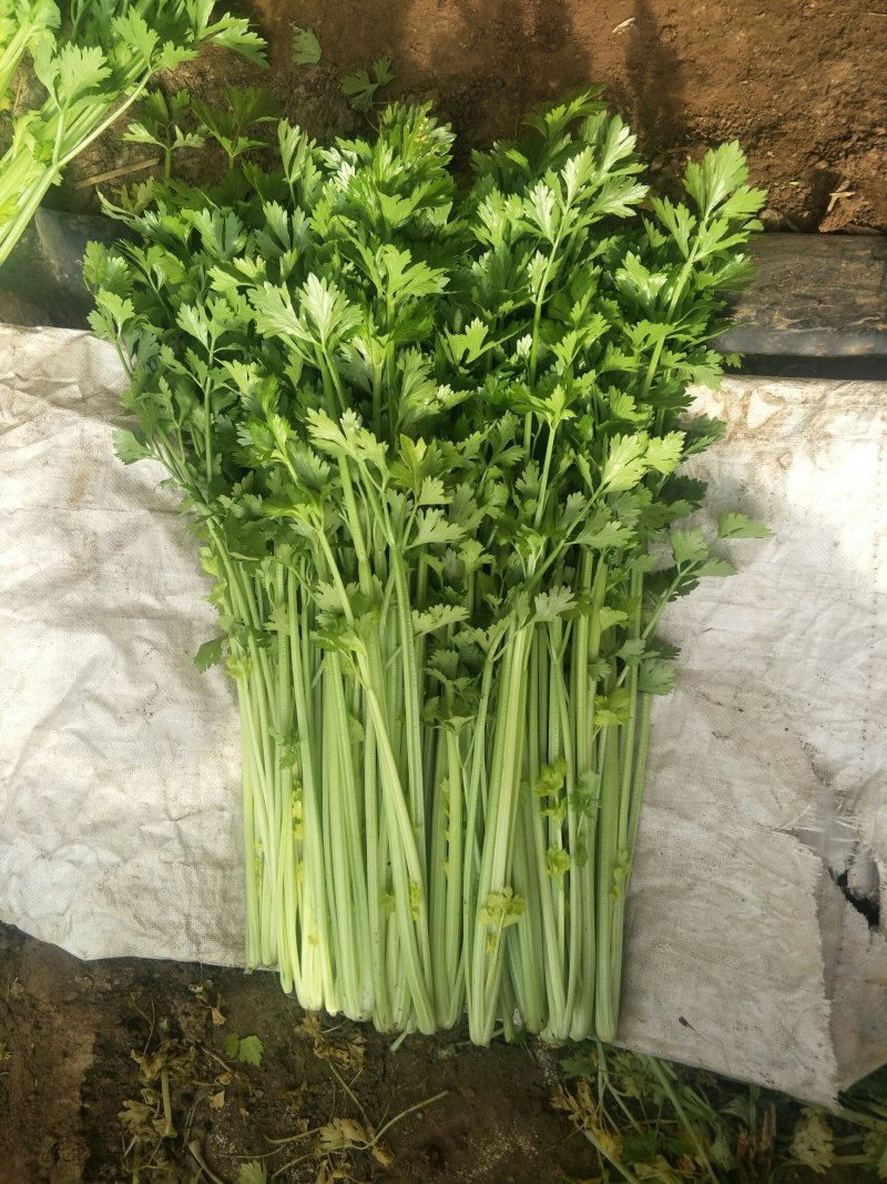 小叶香芹菜