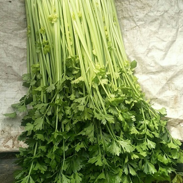 小叶香芹菜