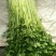 小叶香芹菜