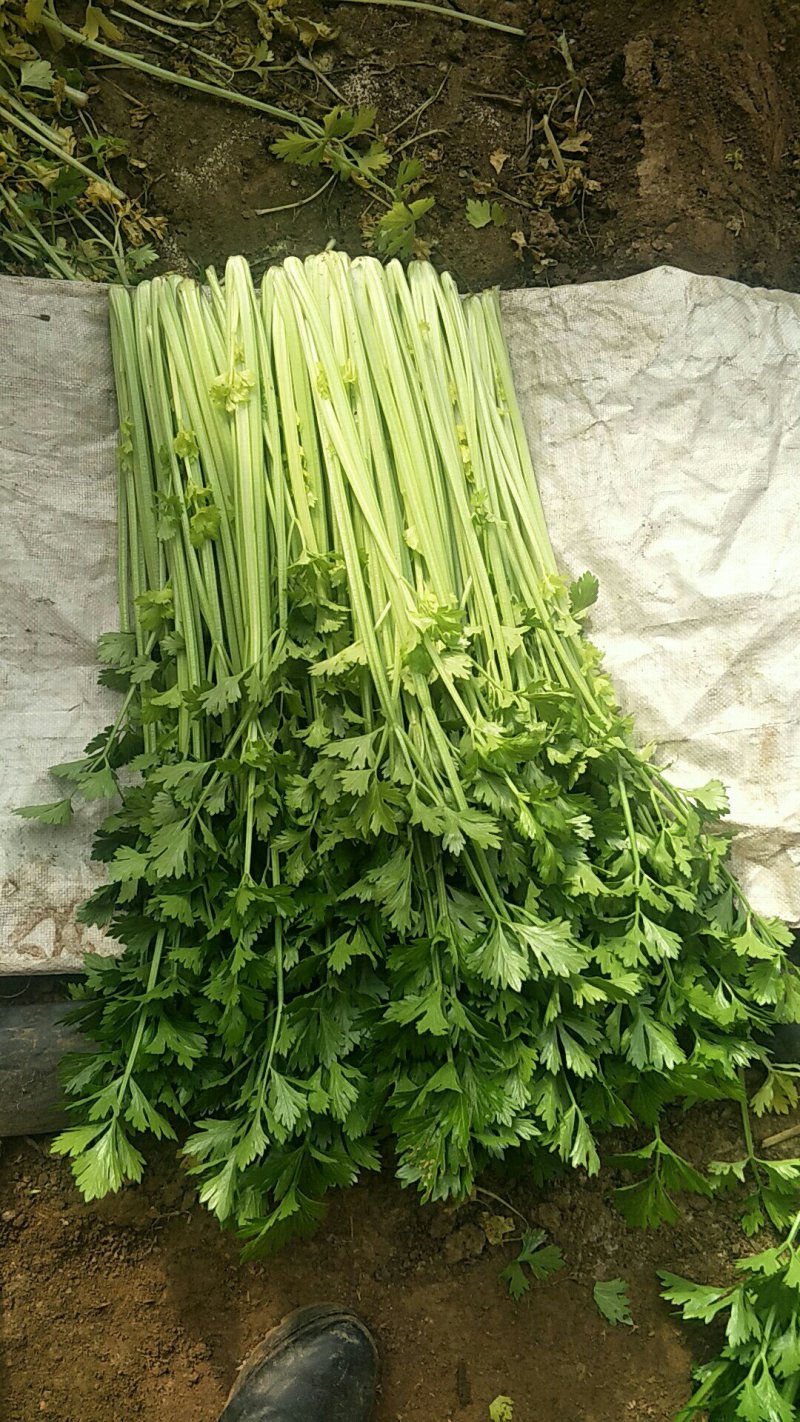 小叶香芹菜