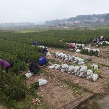 30一50高营养杯油茶嫁接苗