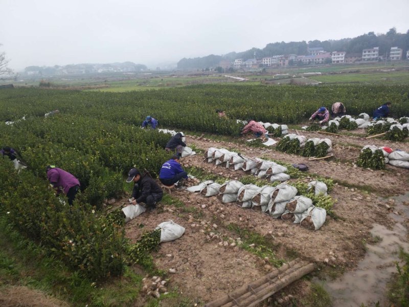 30一50高营养杯油茶嫁接苗