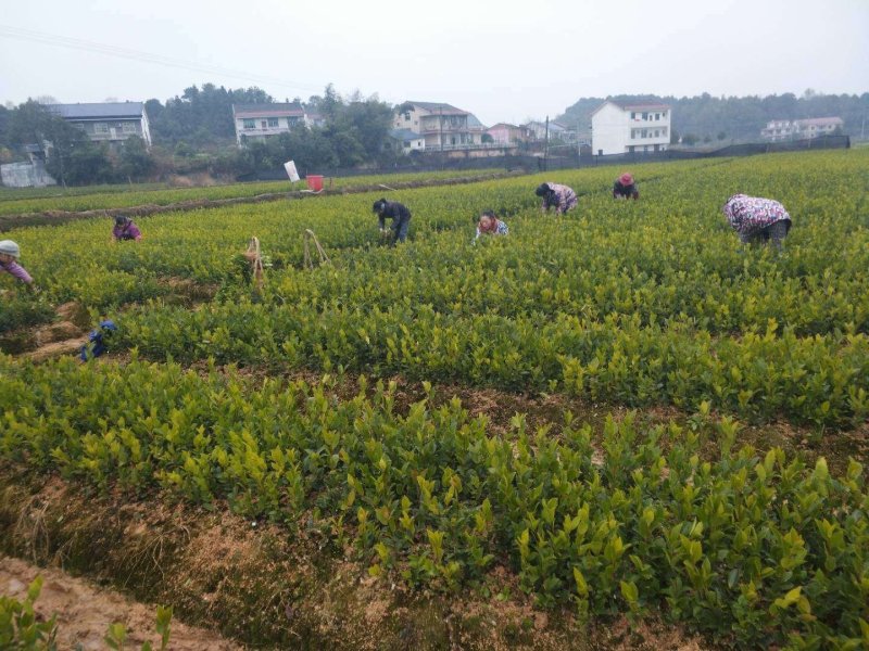 30一50高营养杯油茶嫁接苗