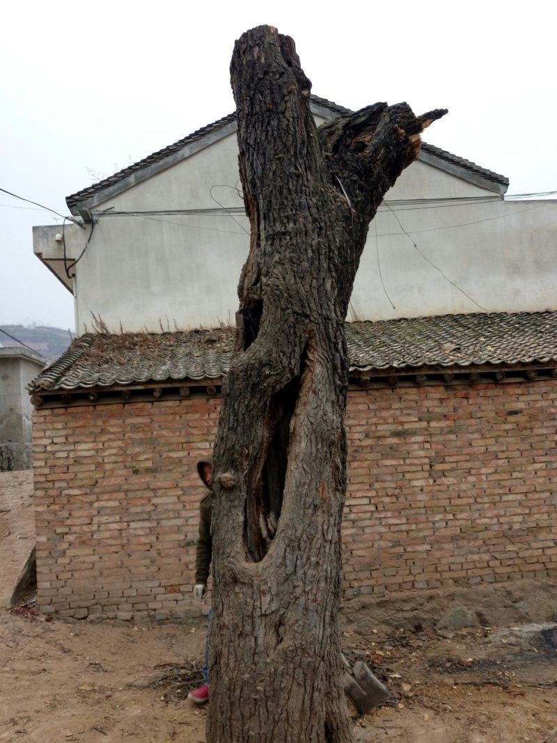古桑树