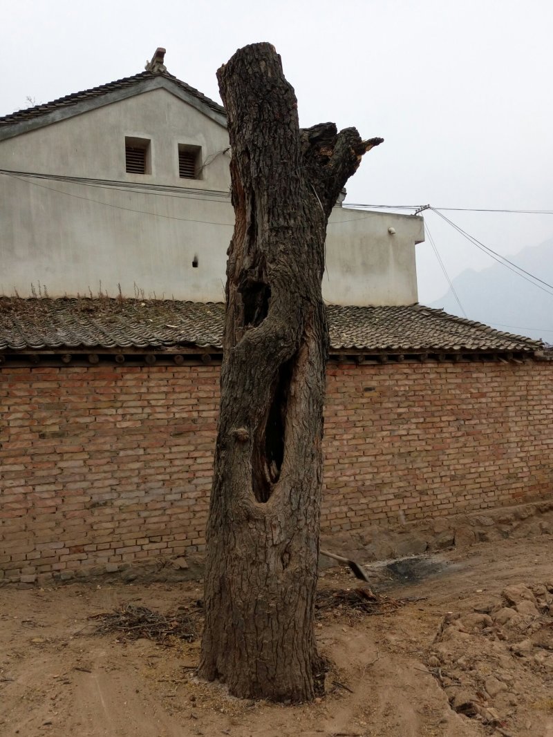 古桑树
