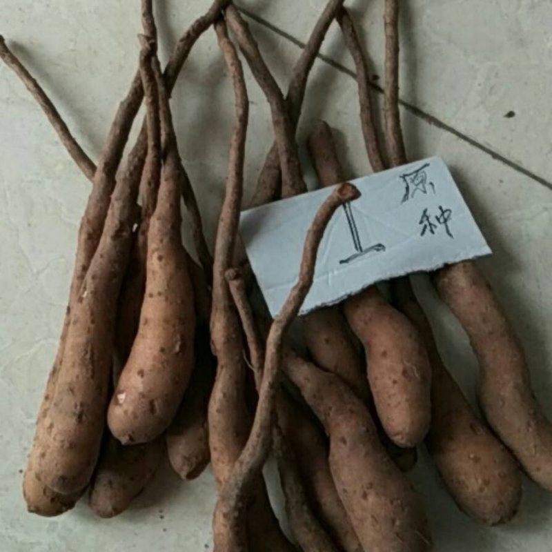山药原种