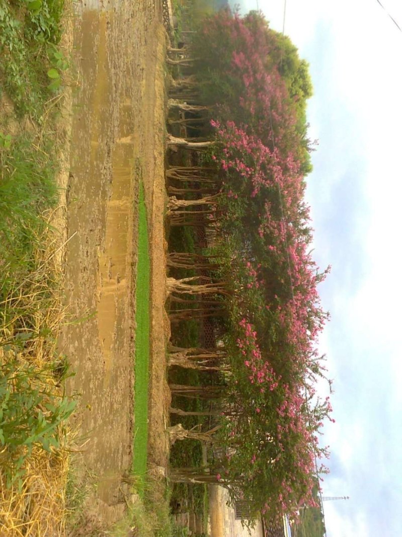 野生玫瑰红紫薇树，产地：广东梅州