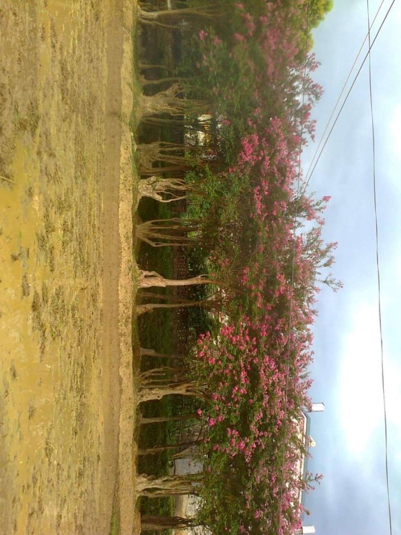 野生玫瑰红紫薇树，产地：广东梅州