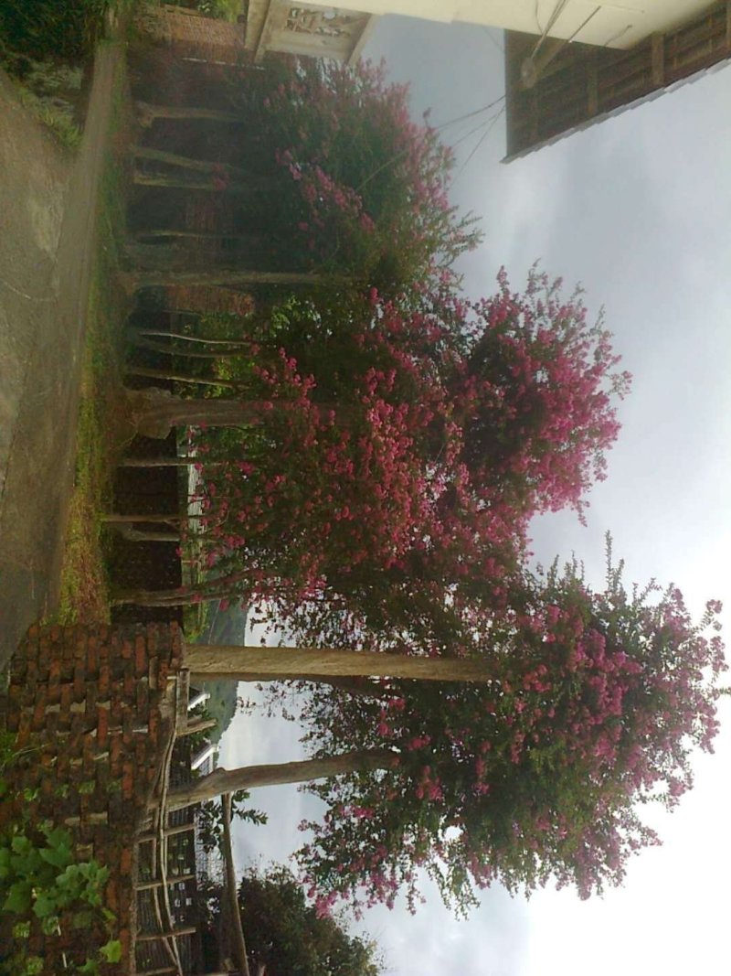 野生玫瑰红紫薇树，产地：广东梅州