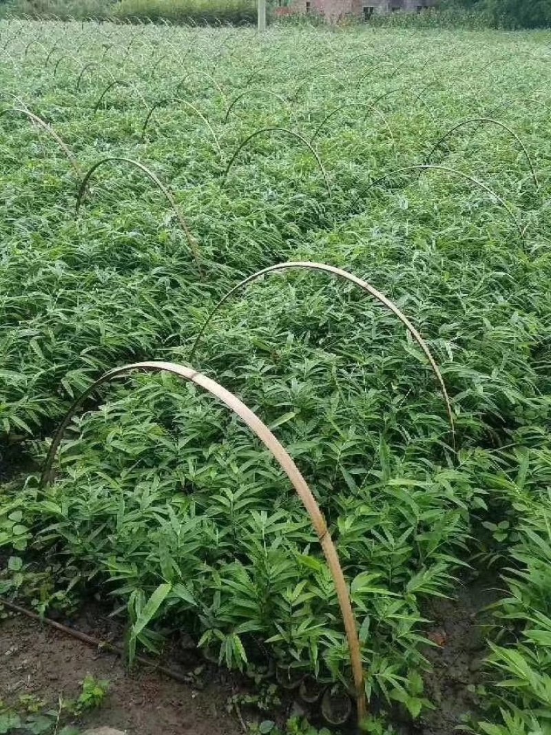 方竹，罗汉竹