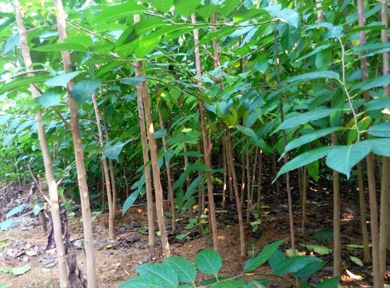 杜仲苗产地直供规格齐全量大优惠保湿邮寄