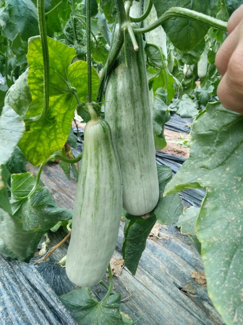 【热销】羊角蜜，山东羊角蜜甜瓜货源充足价格便宜！