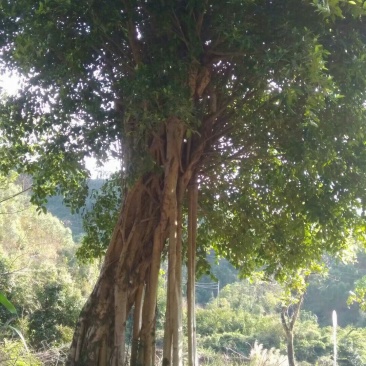 小叶榕(两棵装车价10800元)