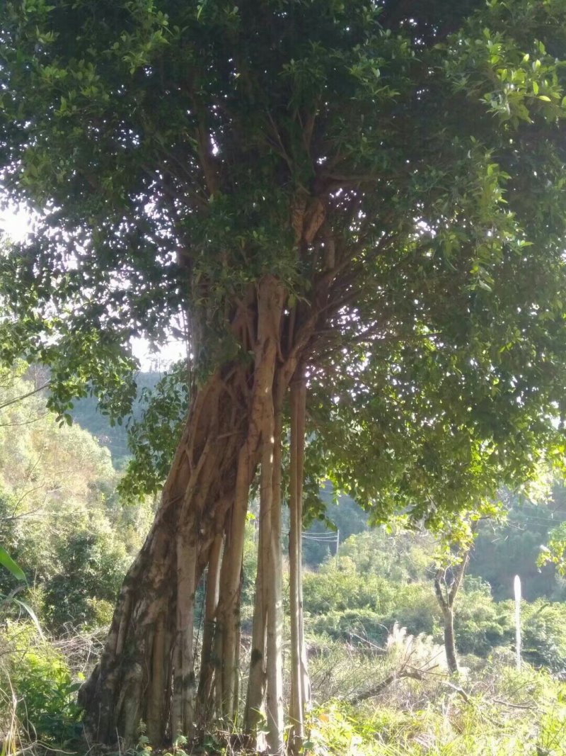 小叶榕(两棵装车价10800元)
