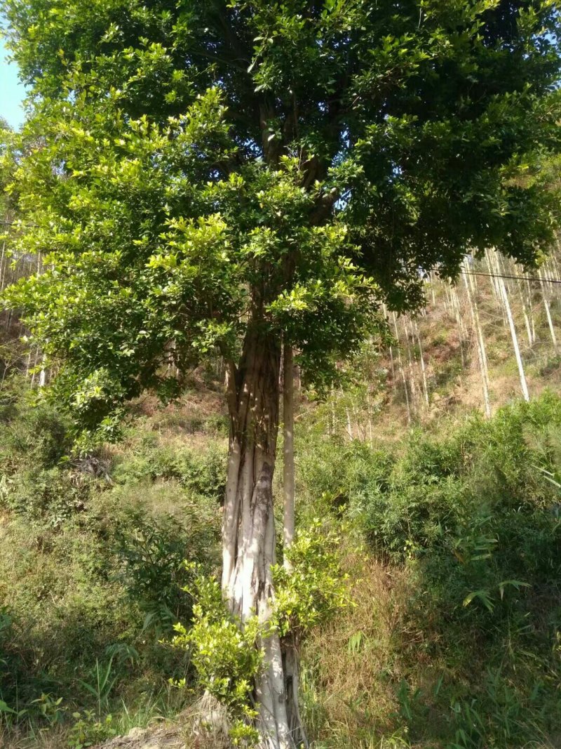 小叶榕(两棵装车价10800元)