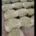 新鲜头茬芦蒿上市，价格8元/斤