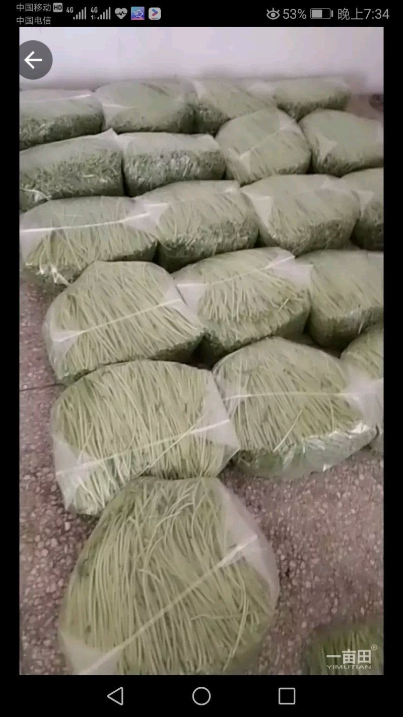新鲜头茬芦蒿上市，价格8元/斤