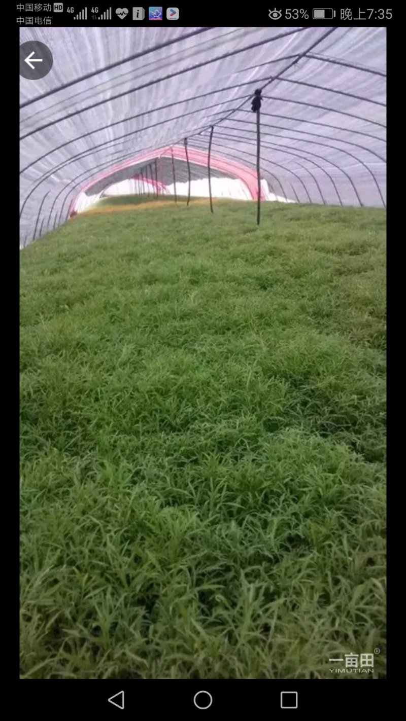 新鲜头茬芦蒿上市，价格8元/斤