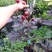 红皮龙眼苗当年结果带原土发货包邮