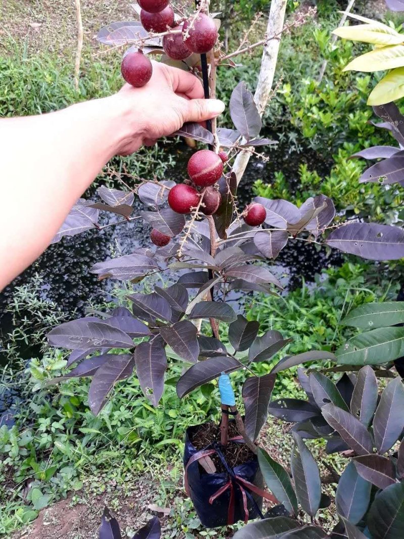 红皮龙眼苗当年结果带原土发货包邮