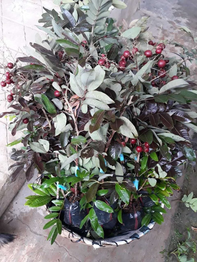 红皮龙眼苗当年结果带原土发货包邮
