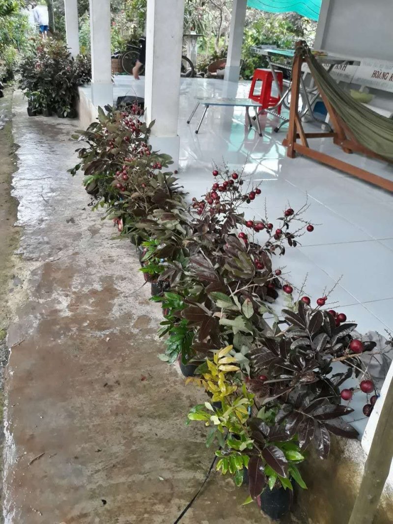 红皮龙眼苗当年结果带原土发货包邮