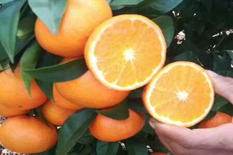 正品无核沃柑苗已经开花当年挂果提供技术支持